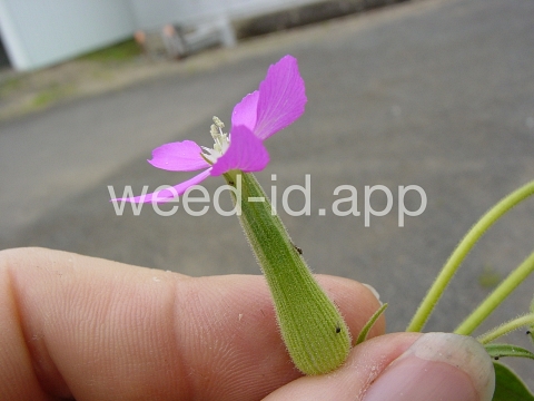 catchfly, cone